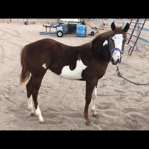 Meet your Posher, Dana